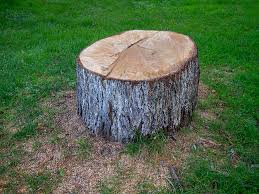 Best Storm Damage Tree Cleanup  in Pittsboro, NC
