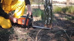 Professional Tree Removal in Pittsboro, NC