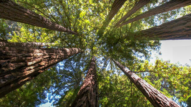 Best Commercial Tree Services  in Pittsboro, NC