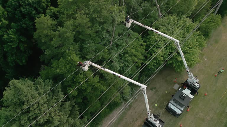 How Our Tree Care Process Works  in  Pittsboro, NC