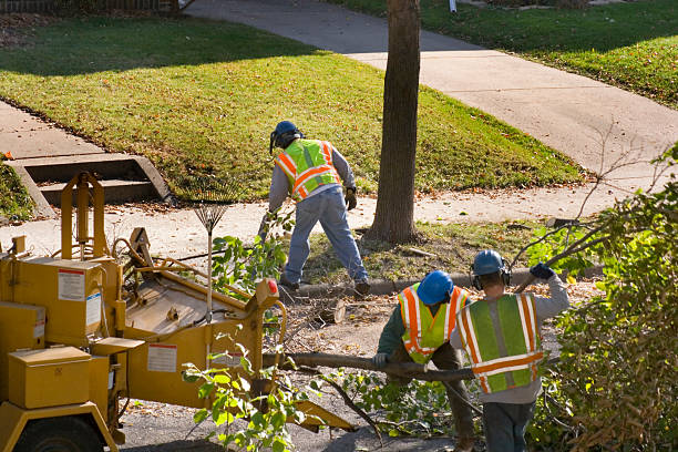Best Lawn Renovation and Restoration  in Pittsboro, NC
