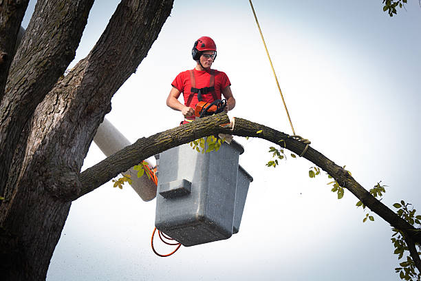 Best Arborist Consultation Services  in Pittsboro, NC