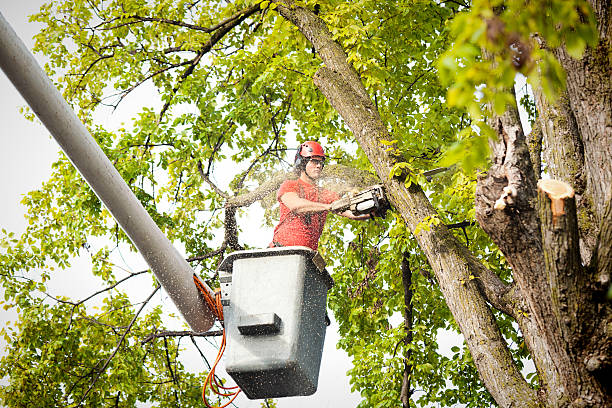 Best Tree Health Inspection  in Pittsboro, NC